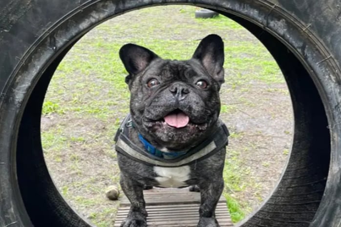Archie is a French Bulldog, looking for a child free home, where he can be the only pet as he may guard new items from time to time. His new family must be confident in administering regular eye medication. 