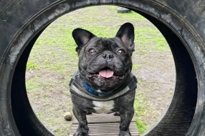 Archie is an adorable Frenchie looking for a forever home.