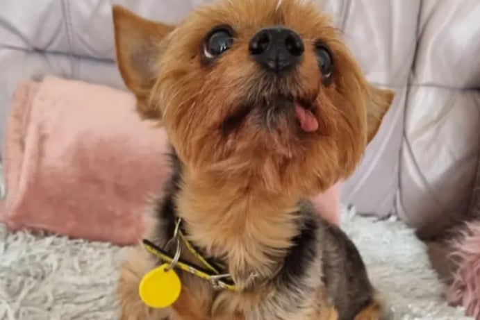 Poppy is a Yorkshire Terrier, who will need to be the only pet in the home. She has a heart condition so needs a quiet environment, and can only live with children over 14-years-old.