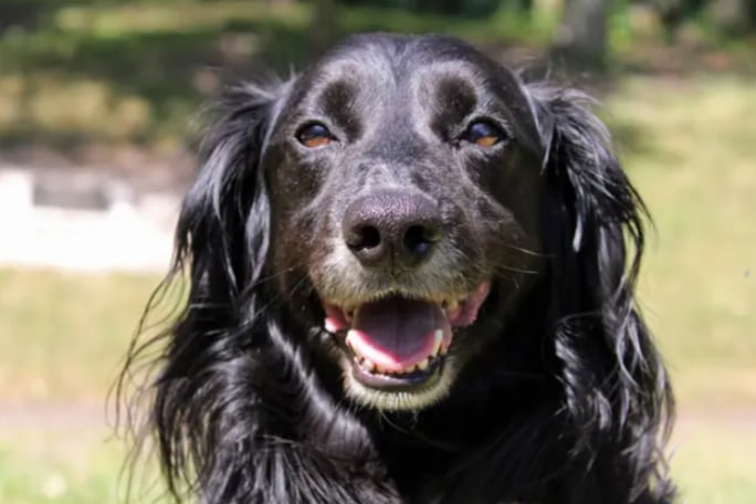Tilly is a Cocker Spaniel cross who can live with children aged 10 and over but will need to be the only pet as she can be jealous over attention. She’s a sweet soul, very easy going and steady but when it comes to getting human attention she’s not wiling to share! 