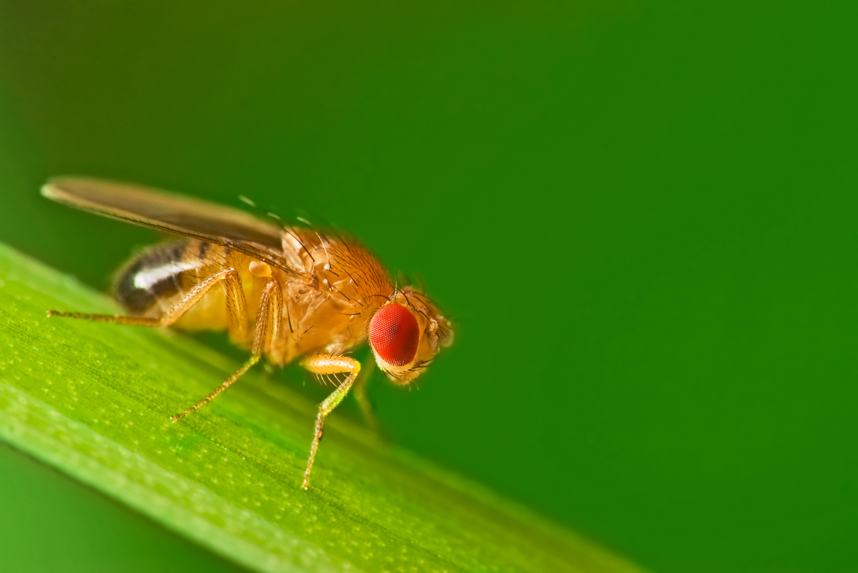 Why Sheffield fruit fly population is surging in autumn - and what to do about them