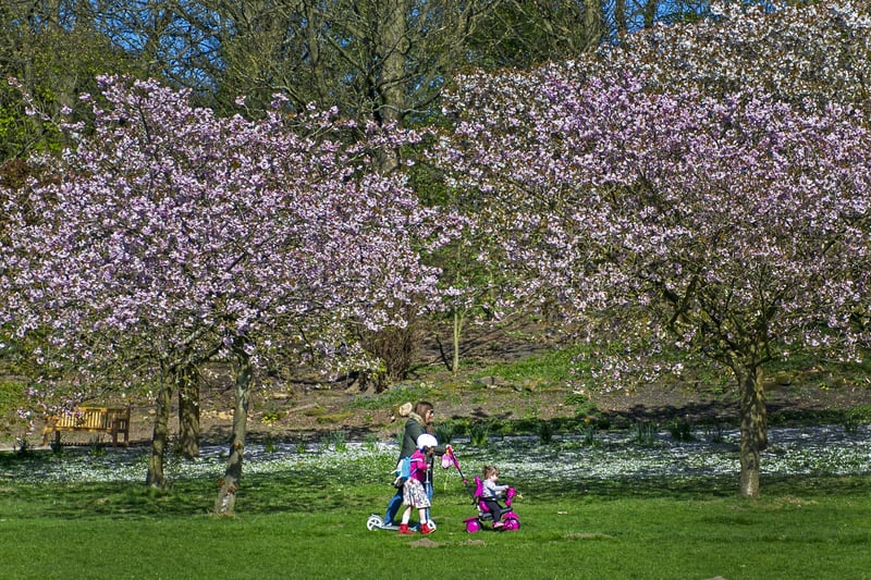 Golden Acre Park is another popular route for a summer walk. Photo: Tony Johnson