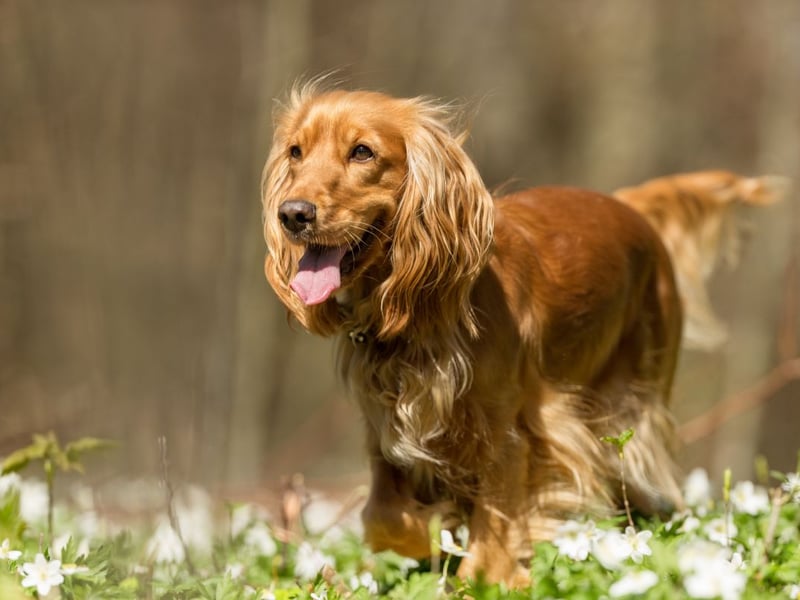 Energetic and bouncy Springer and Cocker Spaniels produce little fear in people, being considered the third most friendly breed.