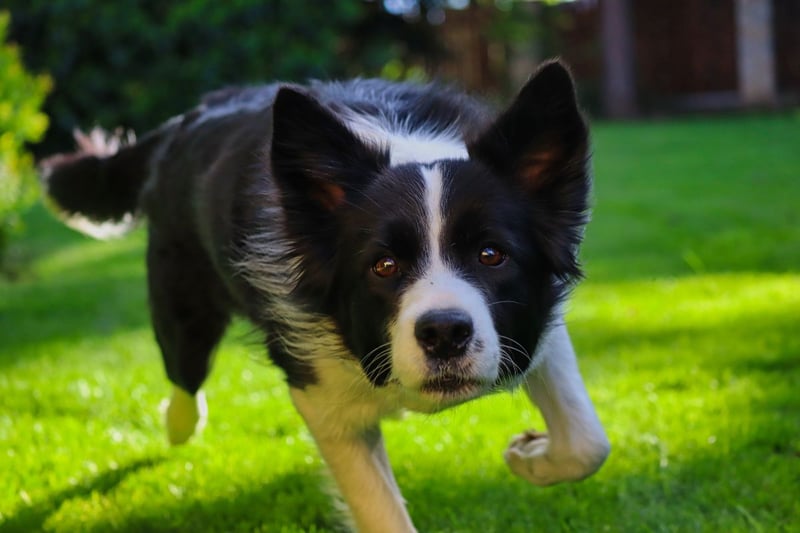 The world's most intelligent breed of dog - and one of the type perceived to be nost friendly - is the Border Collie. Commonly used as a sheepdog, these are one of the most useful breeds of working dog.