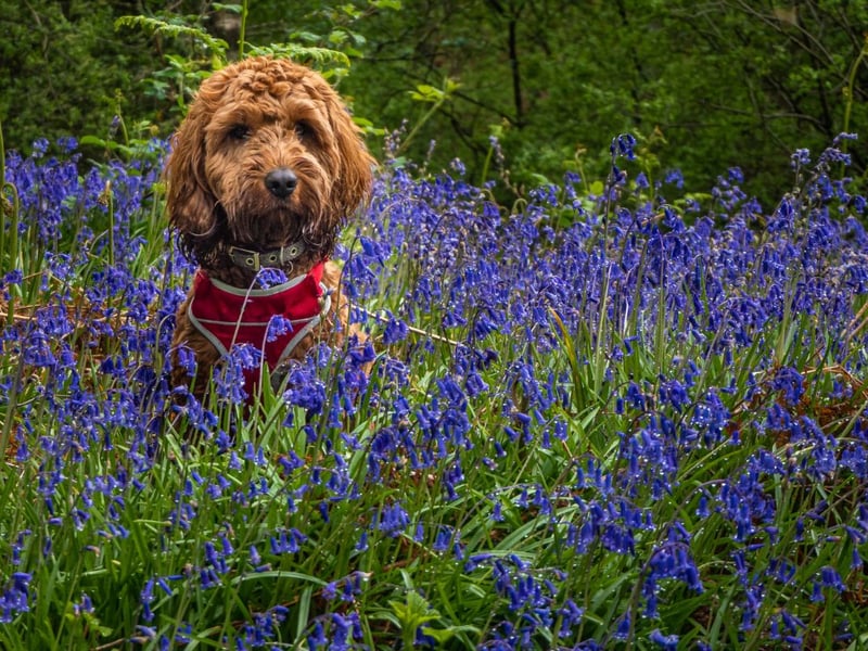 One of a number of poodle crossbreeds that have become massively popular in recent years; with its teddy bear appearance, it's probably no surprise that they public see the Cockapoo as being unthreatening. It's a cross between a Poodle and a Cocker Spaniel.
