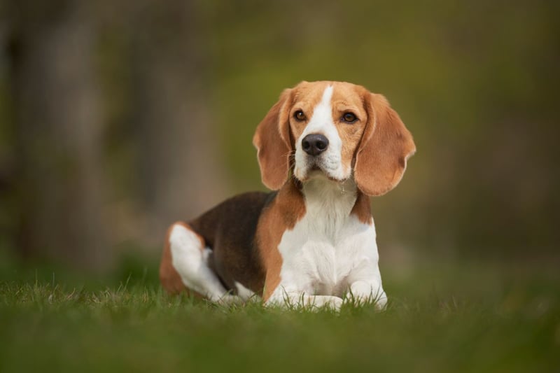 The Beagle can be difficult to train, naughty and noisy - but they are very friendly and seen by many to be a gentle and fun breed of dog.