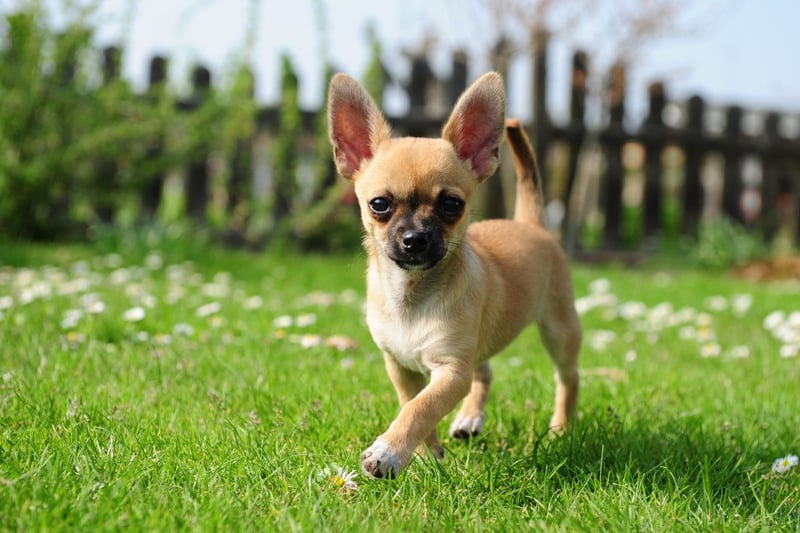 A somewhat surprising entry on the list is the often cranky and nippy Chihuhahua. They are the world's smallest breed of dog though, so perhaps their size means they are unlikley to strike fear into the hearts of many.