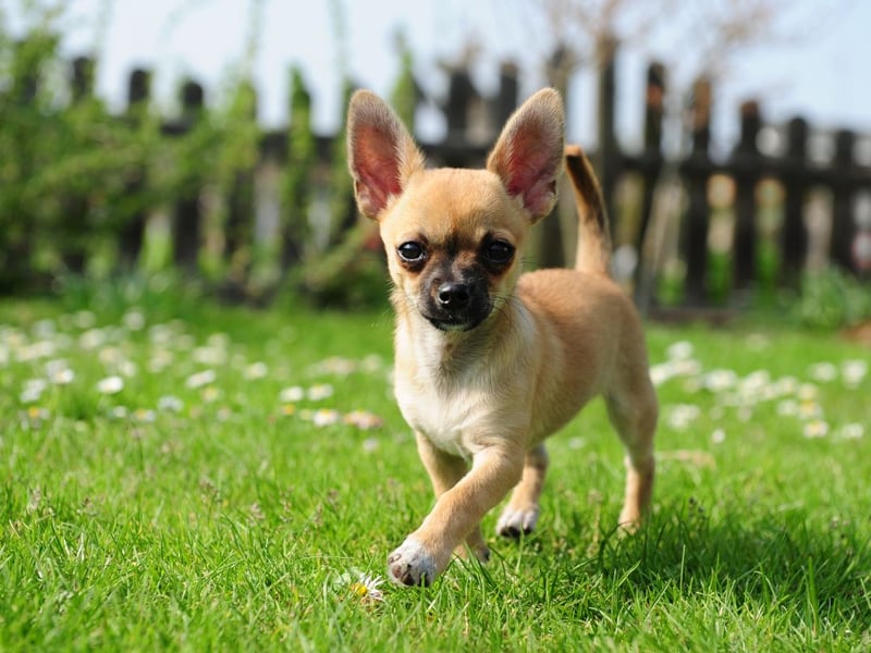 A somewhat surprising entry on the list is the often cranky and nippy Chihuhahua. They are the world's smallest breed of dog though, so perhaps their size means they are unlikley to strike fear into the hearts of many.