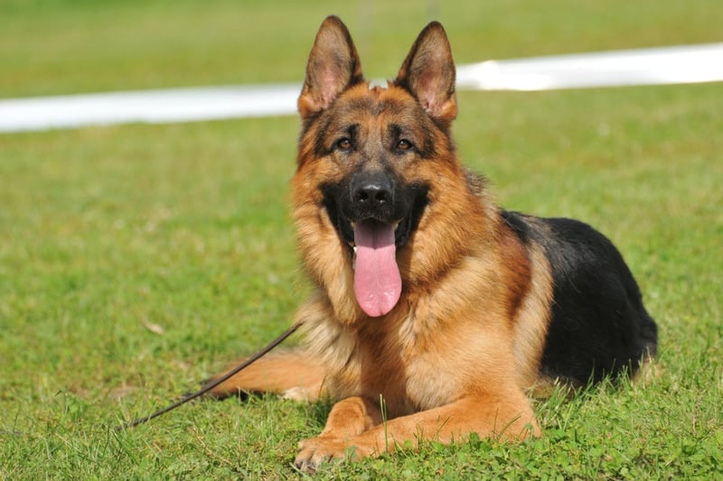 The German Shepherd is an intelligent and loyal breed of dog that only criminals should find anything to fear from - they make superb police and guard  dogs.
