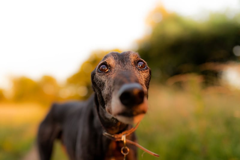The Greyhound is one of the most lazy breeds of dog - generally only needing one intense exercise session before sleeping on the couch for the rest of the day. Their sleepy nature means they rarely appear threatening.