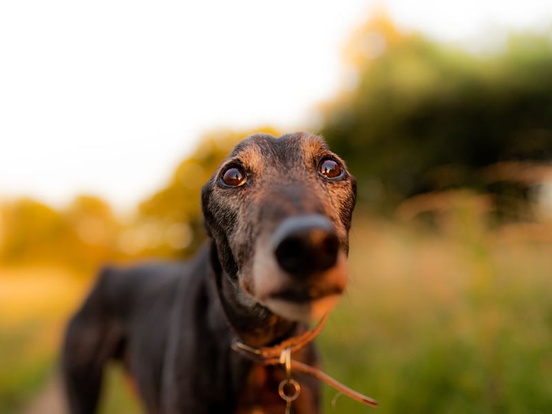 The Greyhound is one of the most lazy breeds of dog - generally only needing one intense exercise session before sleeping on the couch for the rest of the day. Their sleepy nature means they rarely appear threatening.