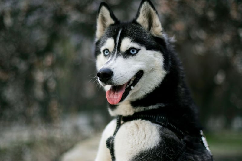 Completing the list is the remarkable Siverian Husky - bred to pull heavy sleds across miles of icy tundra.