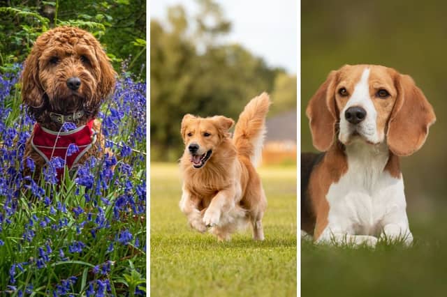 Some of the breeds of dog perceived to be the most friendly by the general public.