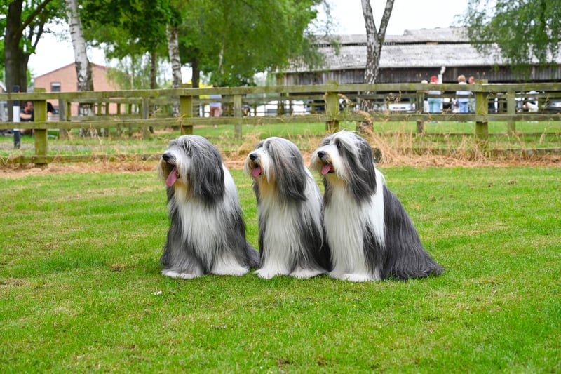 Only 281 registerations in 2022 for this breed. (Photo - Heidi Hudson/The Kennel Club)