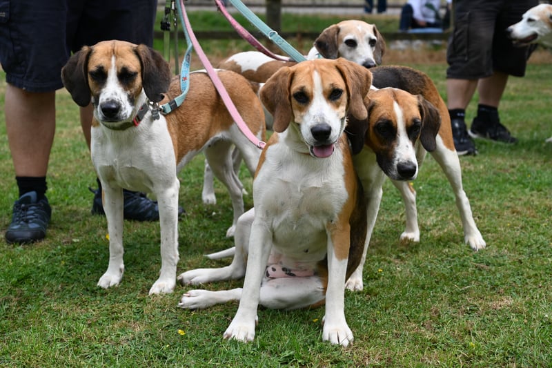 Only nine registerations in 2022 for this breed. (Photo - Heidi Hudson/The Kennel Club)
