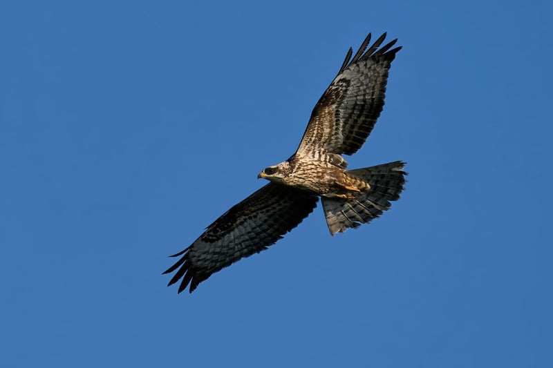 A rare migrant that only occasionally breeds in Scotland, there have been more Honey Buzzards spotted in the UK and Scotland in recent years than ever before. It's possible to spot them everywhere from suburban areas of the central belt to remote islands, but your best chance in Orkney and Shetland during the summer months. Easy to confuse with the Common Buzzard, they longer wings, a longer tail and a slimmer neck.