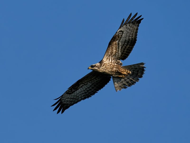 A rare migrant that only occasionally breeds in Scotland, there have been more Honey Buzzards spotted in the UK and Scotland in recent years than ever before. It's possible to spot them everywhere from suburban areas of the central belt to remote islands, but your best chance in Orkney and Shetland during the summer months. Easy to confuse with the Common Buzzard, they longer wings, a longer tail and a slimmer neck.