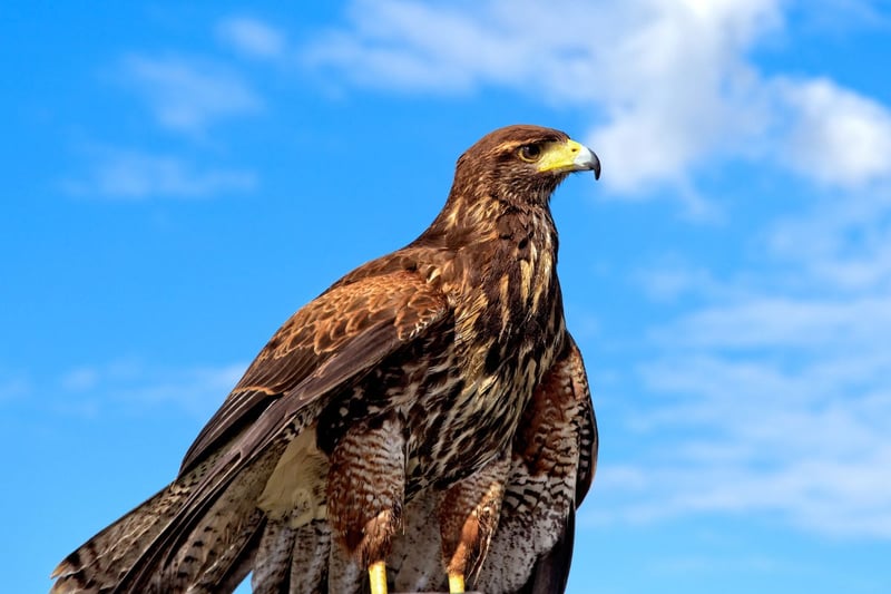 Where to see birds of prey