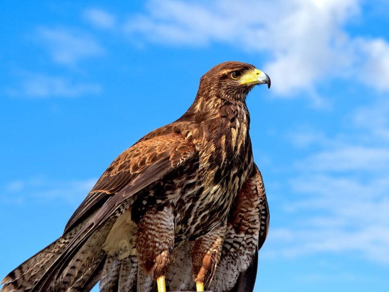 One of Scotland's most iconic animals, the country is home to around 400 pairs of stunning Golden Eagle. Spread across the Highlands and Islands, the Isle of Mull is a particularly good spot to catch them soaring above the rugged landscape. With a wingspan of over two metres, it's pretty hard to get them confused with any other bird, although from a distance they can look similar to the (even larger) White Tailed Eagle. They fly in very different ways though, with the Golden Eagle soaring on wings held still in a v-shape, while the White Tailed Eagle flies with flatter wings and flaps them more often.
