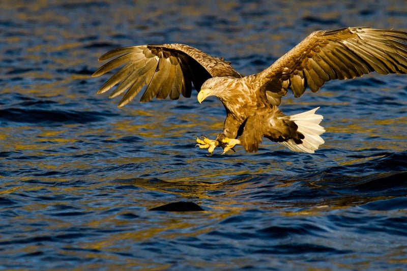 A conservation success story, the White Tailed Eagle had been extinct in Britain since 1918 before the species was reintroduced into Scotland from 1975. By 1985 they were regularly breeding in the wild and can be found in a number of territories on the west coast of Scotland. Again, Mull is a great place to view these enormous raptors. 
