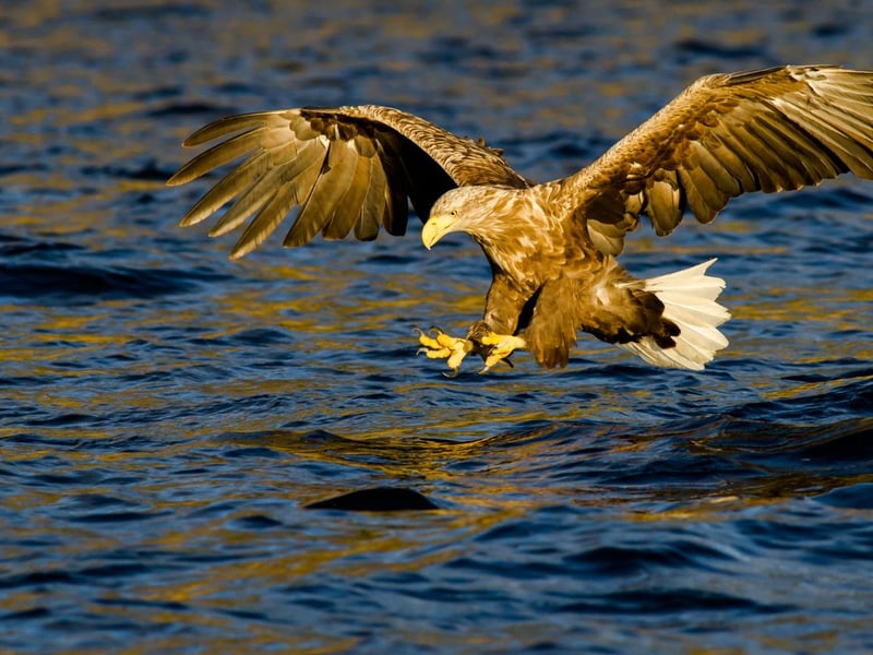 A conservation success story, the White Tailed Eagle had been extinct in Britain since 1918 before the species was reintroduced into Scotland from 1975. By 1985 they were regularly breeding in the wild and can be found in a number of territories on the west coast of Scotland. Again, Mull is a great place to view these enormous raptors.