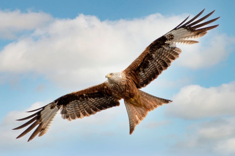 Another bird of prey that was previously extinct in Scotland, the Red Kite was successfully reintroduced into Scotland in the 1980s and 1990s, first on the Black Isle and then in Doune, near Stirling. They can now be easily seen at the latter site, at the Argaty Red Kite Centre, with the best dispays taking place during the winter months when the birds form large social groups. They are easily identified by their rusty reddish-brown body with a deeply forked tail.