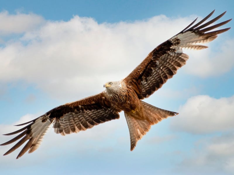 Another bird of prey that was previously extinct in Scotland, the Red Kite was successfully reintroduced into Scotland in the 1980s and 1990s, first on the Black Isle and then in Doune, near Stirling. They can now be easily seen at the latter site, at the Argaty Red Kite Centre, with the best dispays taking place during the winter months when the birds form large social groups. They are easily identified by their rusty reddish-brown body with a deeply forked tail.