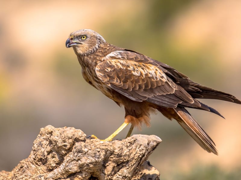 The largest and heaviest of the harrier family, the Marsh Harrier can also be identified by its long tail and the way it flies with its wings in a shallow 'v'.long tail and light flight with wings held in a shallow 'V'. It's a rare bird in Scotland, with just a few pairs breeding in the Tay Estuary.