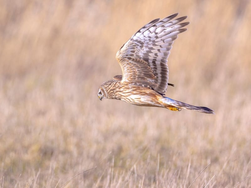 A once-common bird of prey all but wiped out in mainland Scotland by those managing sporting estates, the Hen Harrier is still scarce but can now be found pretty much anywhere offering the right environmnent - namely heather moorland, juvenile forest and open country.