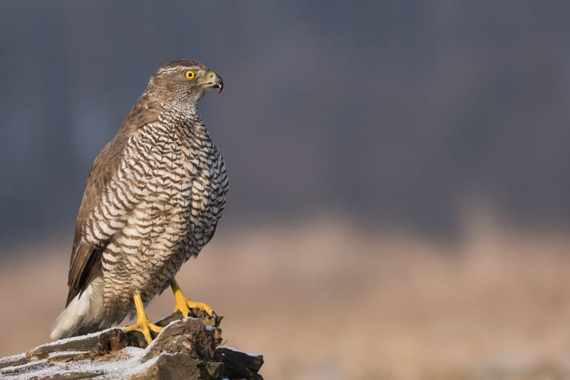 There are around 150 pairs of Goshawk living in Scotland - mainly in the north-east, the Scottish Borders and Dumfries & Galloway. Once extinct in Britain, the population descends from escaped birds imported to the country from Poland, Finland and Germany in the 1960s and onwards by falconers.
