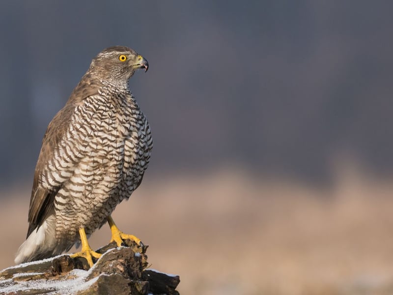 There are around 150 pairs of Goshawk living in Scotland - mainly in the north-east, the Scottish Borders and Dumfries & Galloway. Once extinct in Britain, the population descends from escaped birds imported to the country from Poland, Finland and Germany in the 1960s and onwards by falconers.