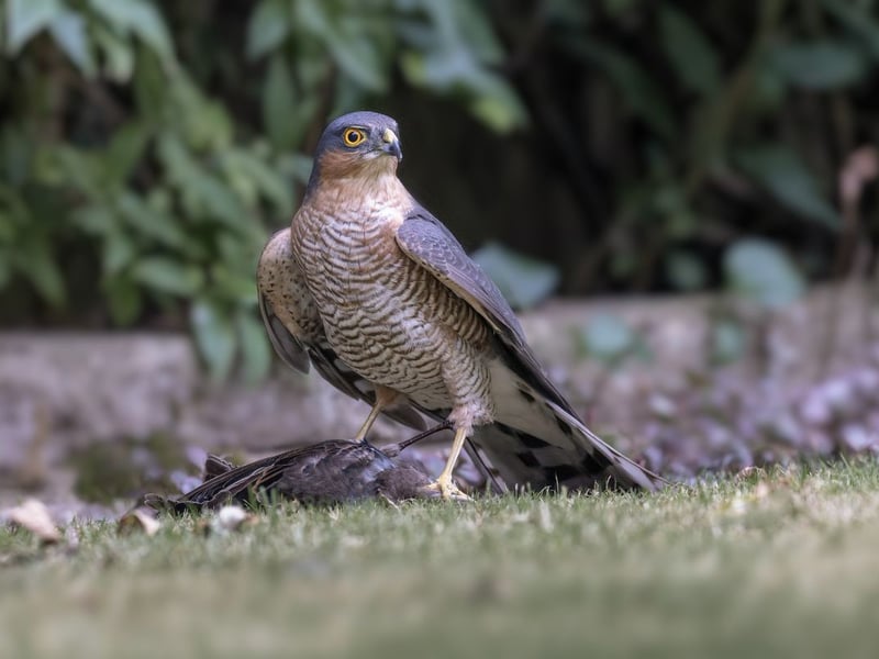 One of Scotland's most common birds of prey, the Sparrowhawk can be found acorss most of mainland Scotland and the islands off the west coast. They aren't always that easy to see though, tending to nest in thick forest. They have distinctive bright yellow or orange eyes, long, yellow legs and long talons.