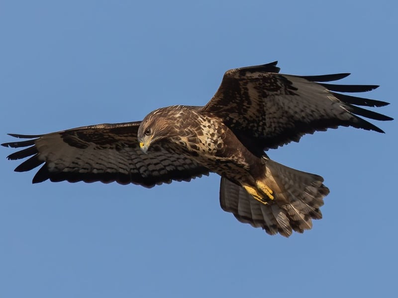 If you see a large bird soaring high in the sky in Scotland, the chances are that it's Common Buzzard - the most common bird of prey in Scotland. You're almost as likely to see them perched on street lights at the edge of cities and towns as you are in the countryside. This bird's dark wingtips are a good way to identify them from below.