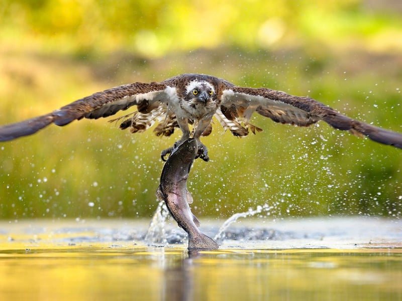 There can't be many more remarkable sights in Scotland's natural world than watching an Osprey hunting fish on a glistening loch. ONce nearly extinct, there are now over two hundred recorded pairs, the majority of which call the Highlands and Tayside home. They can be differentiated from other raptors by their predominantly white underwing.