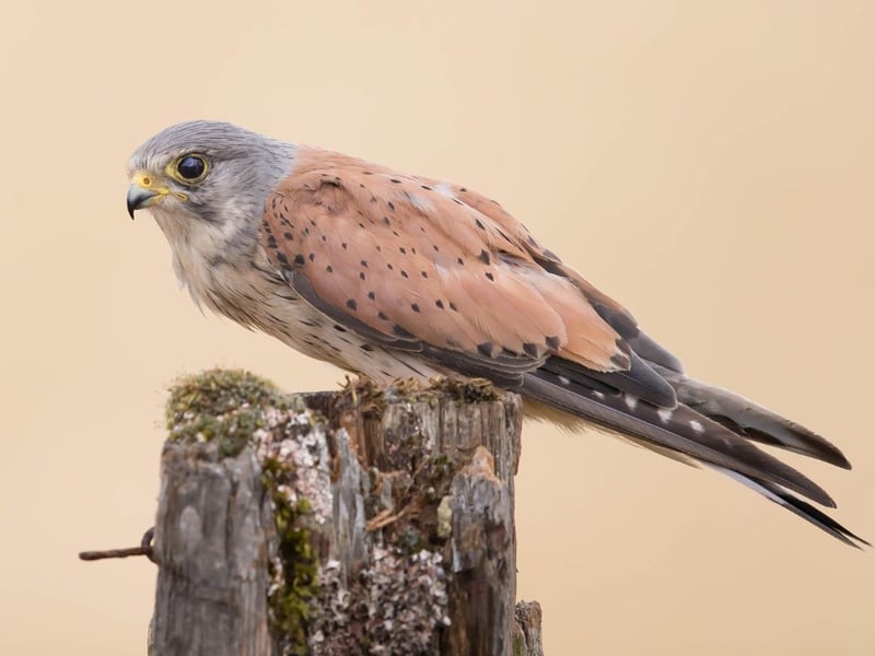 One of the easiest of Scotland's birds of prey to identify on the wing - it is the only one that is capable of hovering, which is does when hunting for mice and other small animals. It used to be the most common raptor in the country but is now in decline. They are still widepread across the country, but in fewer numbers than previously.