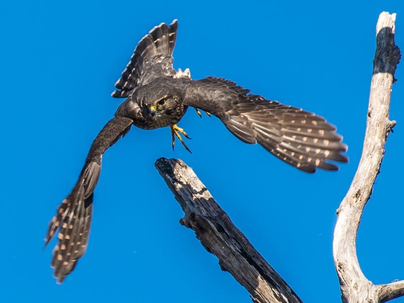 Scotland's smallest falcon breeds in upland areas of heather moorland from Shetland to the Borders, moving to coastal areas and farmland at the end of summer.