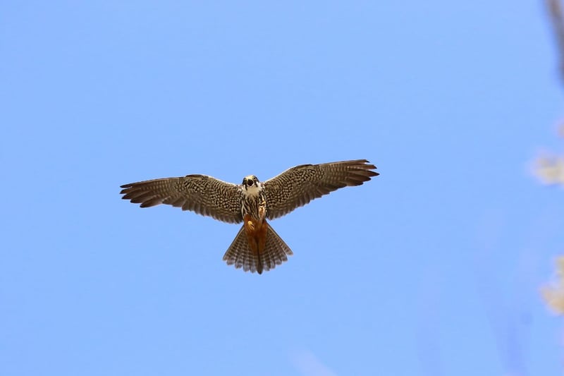 A rare summer visitor ro Scotland from Aptil to October, there are only a few places where the Hobby breeds in Speyside and Perthshire. Easy to identify by their brick-red 'trousers', these birds are spectacular in flight and capable of remarkable feats of aerobatics.