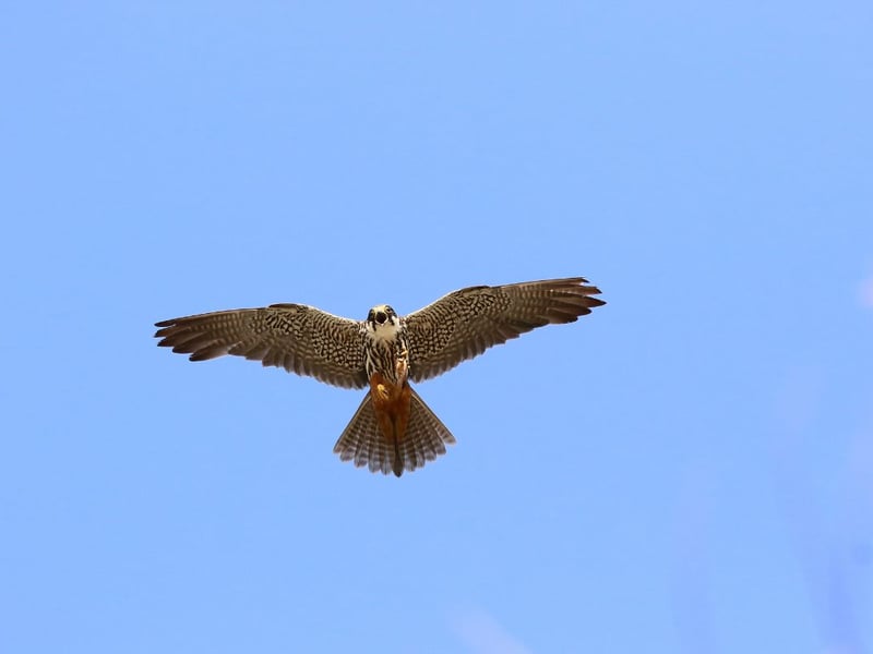 A rare summer visitor ro Scotland from Aptil to October, there are only a few places where the Hobby breeds in Speyside and Perthshire. Easy to identify by their brick-red 'trousers', these birds are spectacular in flight and capable of remarkable feats of aerobatics.