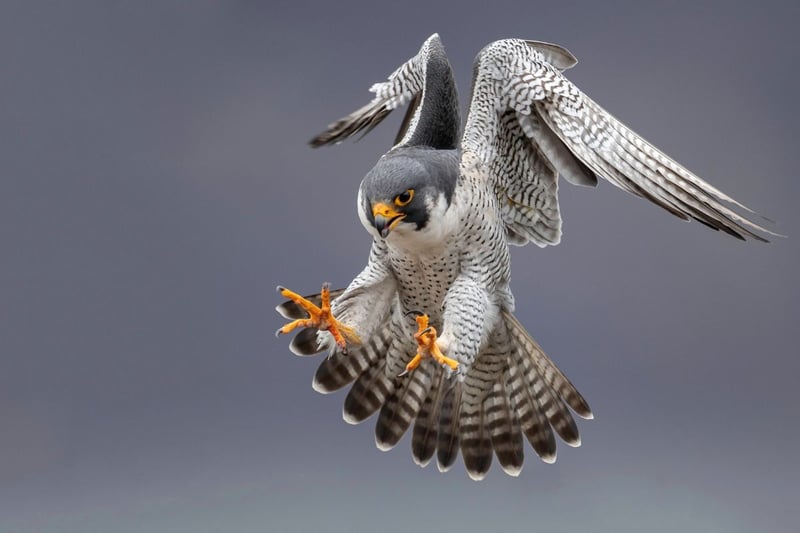 Perhaps best known for its amaxing speed - they can reach speeds in excess of 186 miles per hour when diving for prey - the Peregrine Falcon can be found flying over hilly terrain, sea cliffs and quarries. Look out for its short tail and black 'moustache' that contrasts with the paler bottom half of its face.