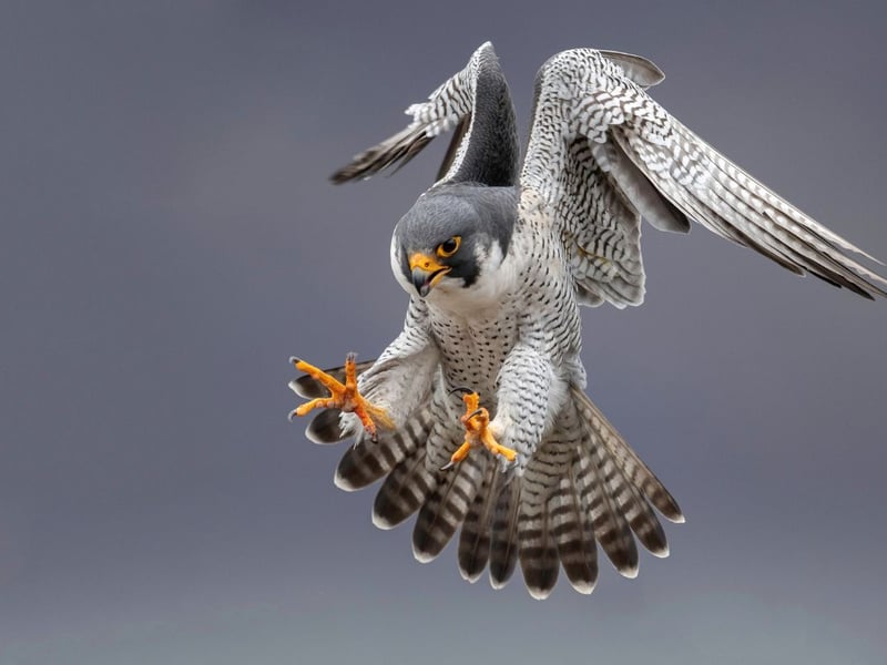 Perhaps best known for its amaxing speed - they can reach speeds in excess of 186 miles per hour when diving for prey - the Peregrine Falcon can be found flying over hilly terrain, sea cliffs and quarries. Look out for its short tail and black 'moustache' that contrasts with the paler bottom half of its face.