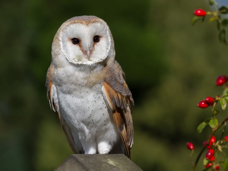 One of four Scottish owl breeds, that are more often heard than seen due to their nocturnal lives, the Barn Owl used to be mainly restricted to the wormer south and west of Scotland, but as temperatures rise they are spreading north. The farmland they once thrived on no longer exists to the same extent and they are now more commonly seen flying over grassland.