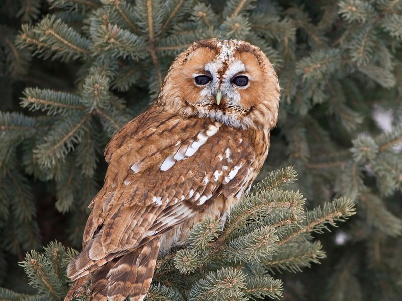Scotland's most widespread breed of owl, you can find the Tawny Owl throughout most of the mainland. They are equally happy making their home in woodland or parks and gardens.