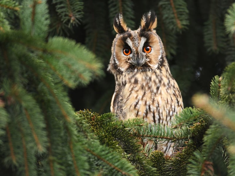 A secretive breed that are notoriously hard to spot, despite their exotic appearance, the Long-eared Owl lives and breeds where there are plenty of small mammals, particularly where moorland meets forest. If you are lucky enough to see one, it'll most likely be in north eastern areas of the country.
