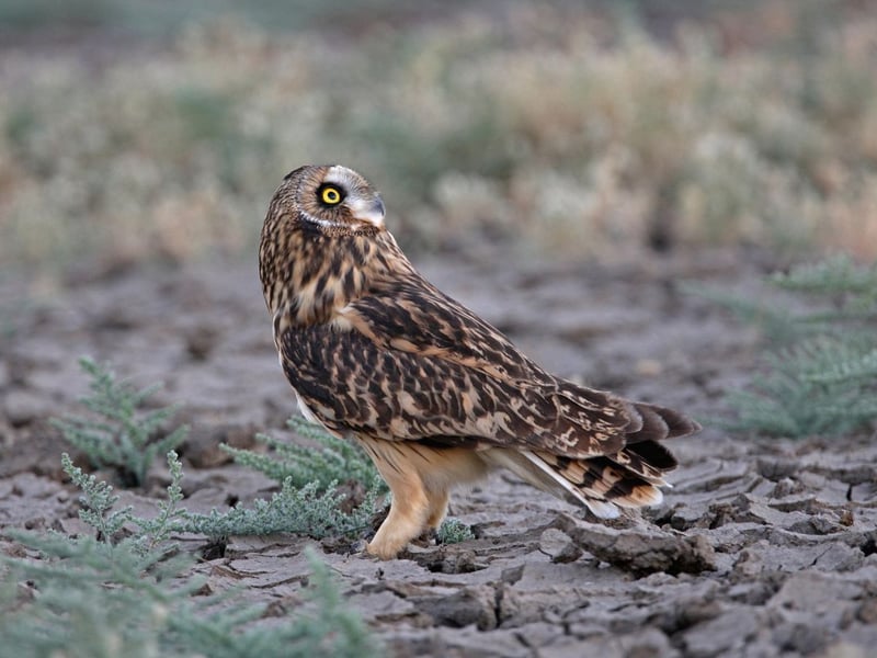 The Short-eared Owl is the owl breed most likely to be seen out during the day, but they are still relatively rarely spotted due to the fact that there could be as few as 800 pairs in the entire country. They live in moorland areas, grassland and conifer plantations.