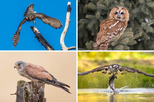 A few of Scotland's 18 birds of prey.