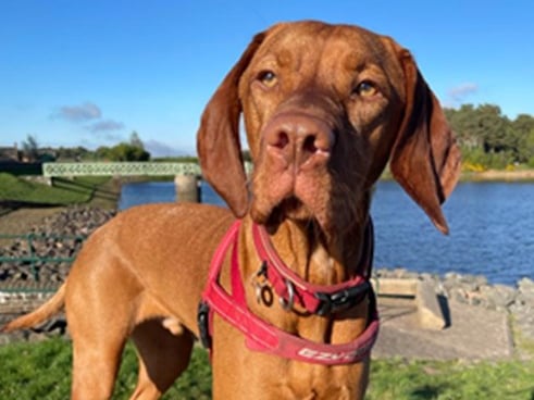 Lothian Region MSP Sue Webber said: "Alfie is part of my Holyrood life every single day not just Holyrood Dog of the Year Day.  He helps me campaign, he helps at my surgeries, he loves meeting my constituents, he appears on Zoom meetings and occasionally at committee events too.  He even made a star appearance on my MSP Christmas card."