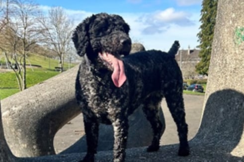 East Kilbride MSP Collette Stevenson said: "Sadie is the best dog in the world (well I think she is). She is so good natured and full of fun and she even talks and loves howling!"