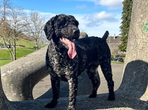 East Kilbride MSP Collette Stevenson said: "Sadie is the best dog in the world (well I think she is). She is so good natured and full of fun and she even talks and loves howling!"