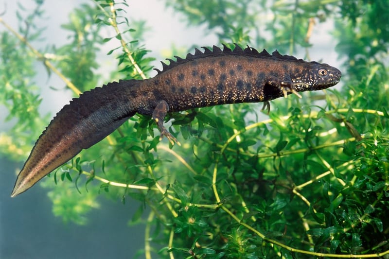 The largest of Scotland's three species of newt, the Great Crested Newt reached up to 17cm in length and is easily identifiable by the jagged crest that runs along its back and which gives it its name. Rare across Europe, Scotland is home to a large population of the amphibians, particularly around Inveness, in the south of the country and on former industrial brownfield land in the central belt - where it is often under threat from development. It breeds in water but spends the majority of the year on land, where it hunts by night and sleeps in damp grass or leaves during the day.