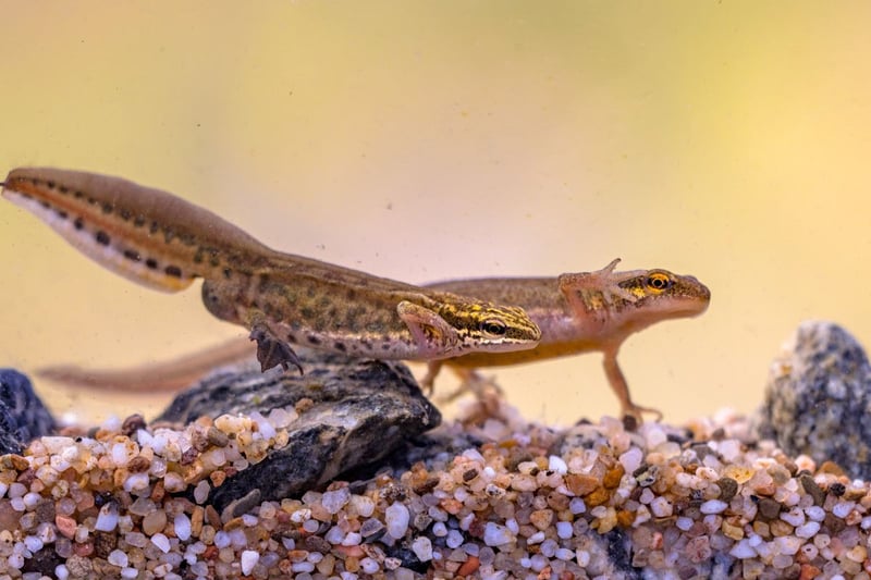 Scotland is the best place in the UK to see the Palmate Newt, which are fairly common across the country. They can be found in shallow ponds in heathland and bogs, and tend to wander further away from their breeding ponds than other newts, who tend to only wander up to 250 metres away. Growing up to 9cm in length, they have smooth skin which can appar brown, green or grey, and lay their eggs on aquatic plants.